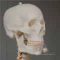 China cheap China ISO Life-Size Hand Skeleton model